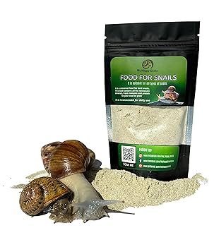 Land Snail Terrarium Kit + 50% Discount for Live Snails